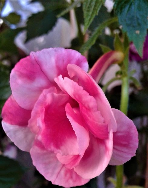  - colectia mea de achimenes 001 2020