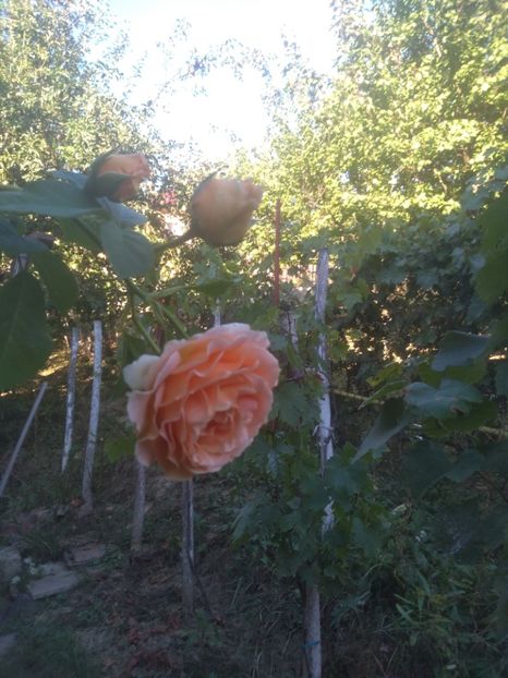 Polka - Trandafiri 2020