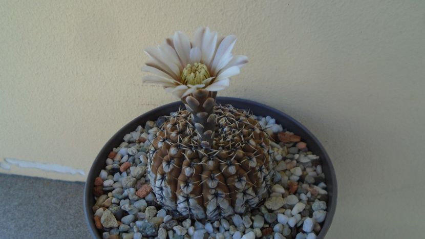 Gymnocalycium obductum - Cactusi 2020 Gymnocalycium
