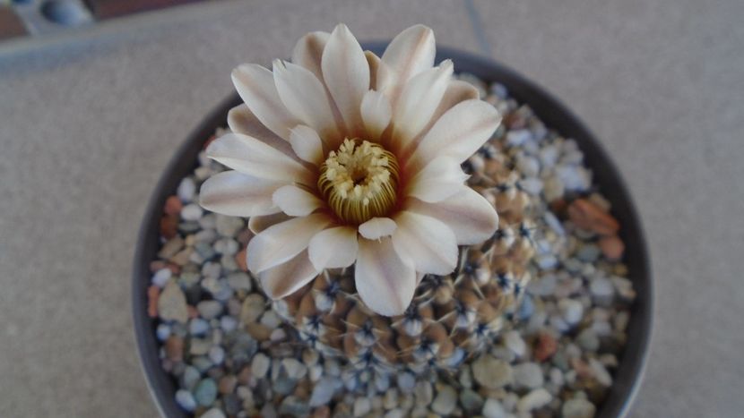 Gymnocalycium obductum - Cactusi 2020 Gymnocalycium