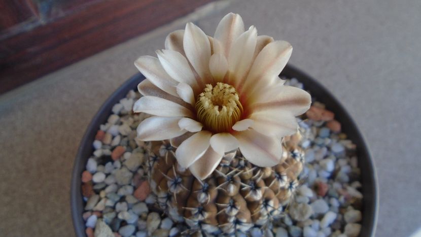 Gymnocalycium obductum - Cactusi 2020 Gymnocalycium