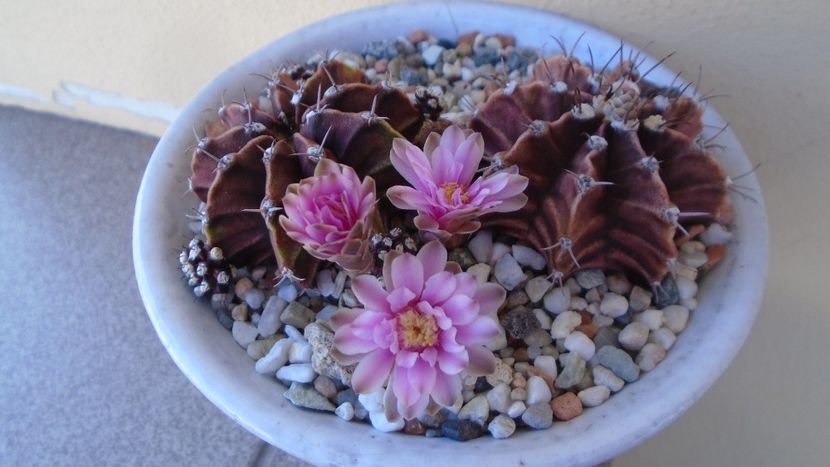 Gymnocalycium friedrichii, 2 ex. - Cactusi 2020 Gymnocalycium