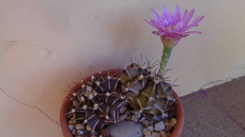 Gymnocalycium friedrichii - Cactusi 2020 Gymnocalycium