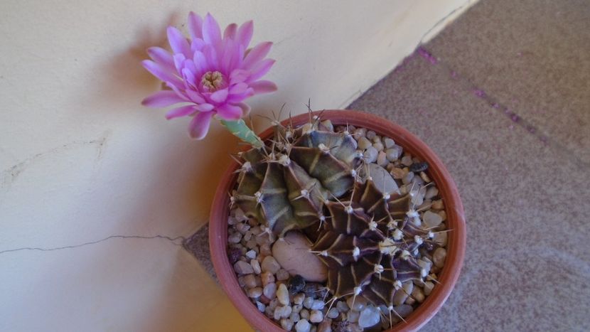 Gymnocalycium friedrichii - Cactusi 2020 Gymnocalycium