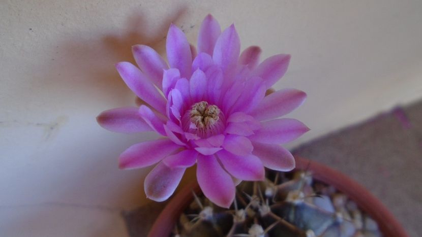 Gymnocalycium friedrichii - Cactusi 2020 Gymnocalycium