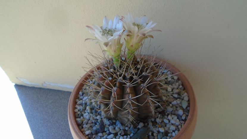 Gymnocalycium mihanovichii - Cactusi 2020 Gymnocalycium