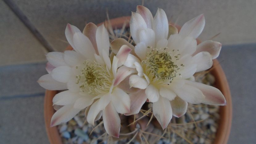 Gymnocalycium mihanovichii - Cactusi 2020 Gymnocalycium