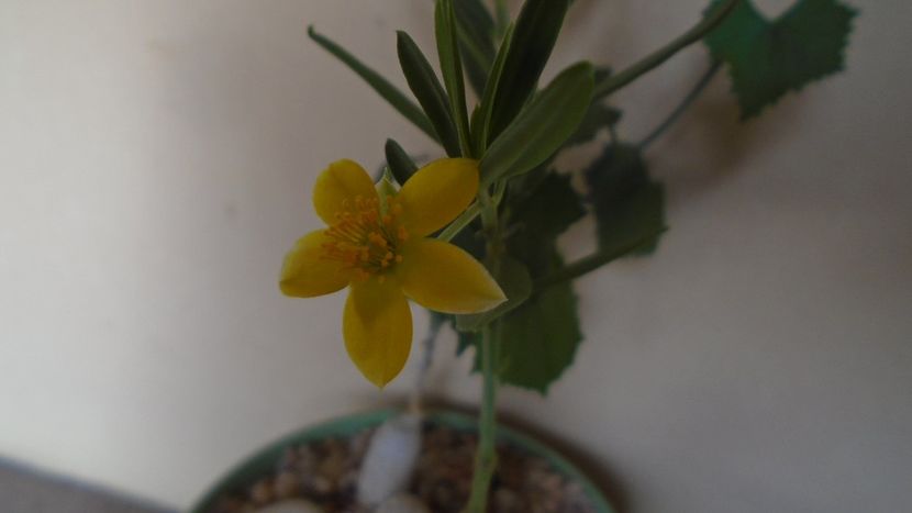 Talinum caffrum - Caudiciforme - pachycaule si bulboase 2020