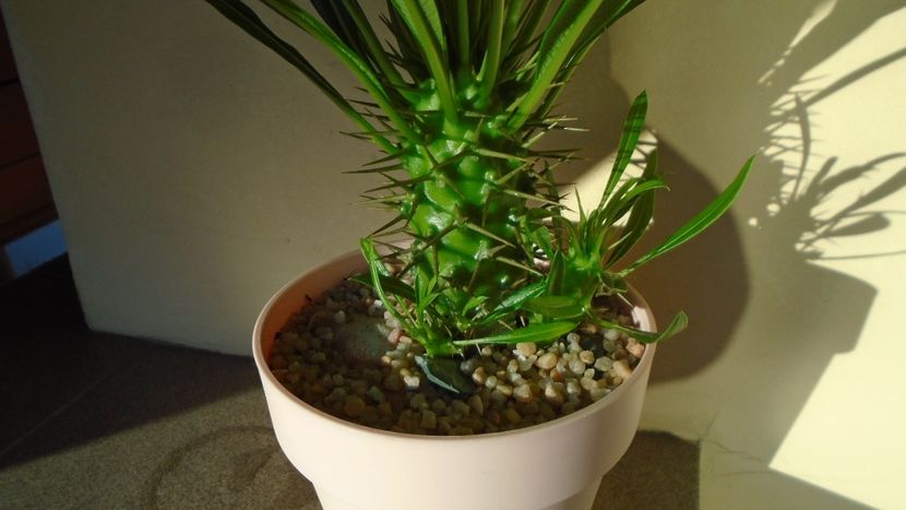 Pachypodium lamerei - Caudiciforme - pachycaule si bulboase 2020