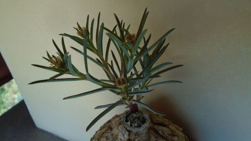 Euphorbia trichadenia - Caudiciforme - pachycaule si bulboase 2020