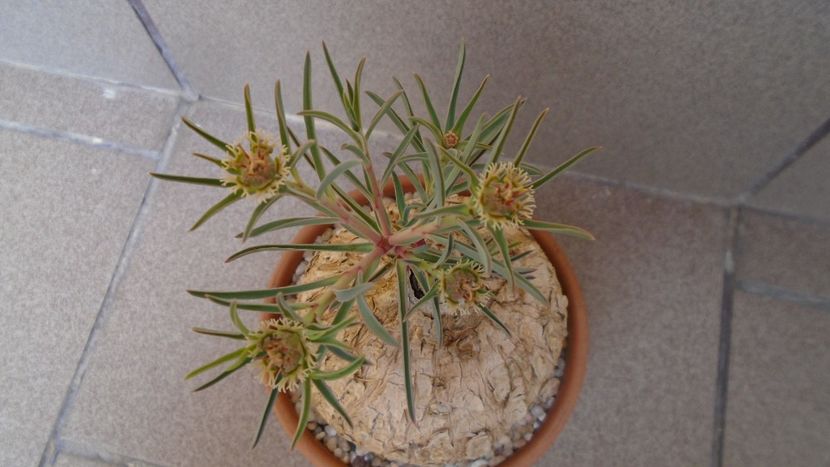 Euphorbia trichadenia - Caudiciforme - pachycaule si bulboase 2020