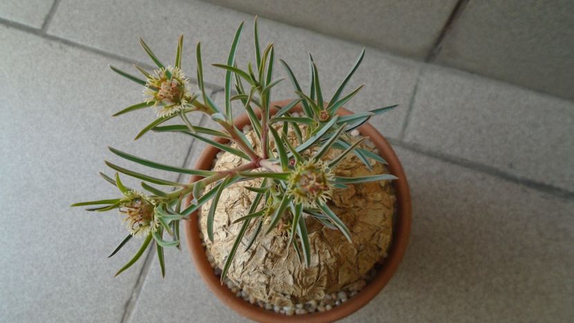 Euphorbia trichadenia - Caudiciforme - pachycaule si bulboase 2020
