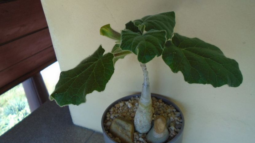 Uncarina  roeoesliana - Caudiciforme - pachycaule si bulboase 2020