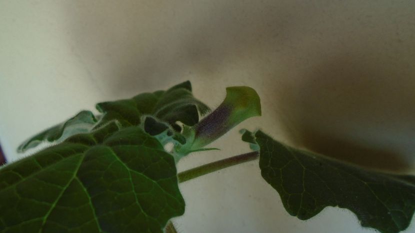 Uncarina  roeoesliana - Caudiciforme - pachycaule si bulboase 2020