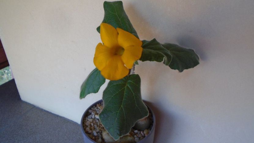 Uncarina  roeoesliana - Caudiciforme - pachycaule si bulboase 2020