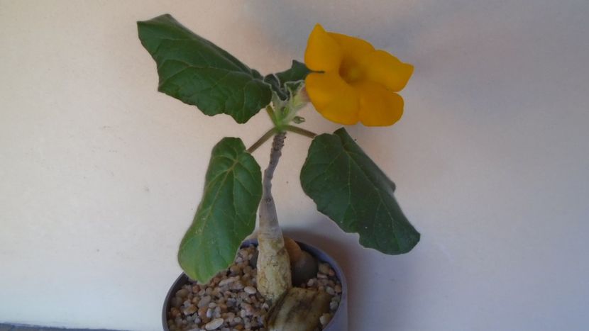 Uncarina  roeoesliana - Caudiciforme - pachycaule si bulboase 2020