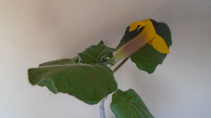 Uncarina  roeoesliana - Caudiciforme - pachycaule si bulboase 2020
