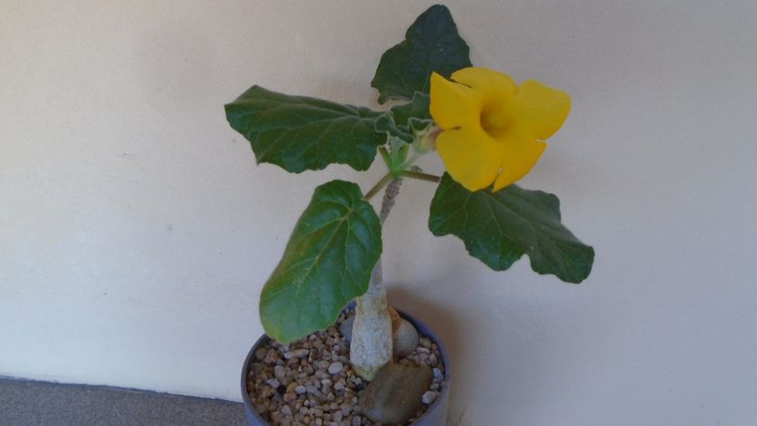 Uncarina  roeoesliana - Caudiciforme - pachycaule si bulboase 2020