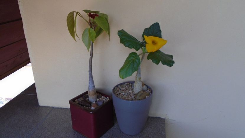 Uncarina  roeoesliana & Pseudobombax ellipticum - Caudiciforme - pachycaule si bulboase 2020