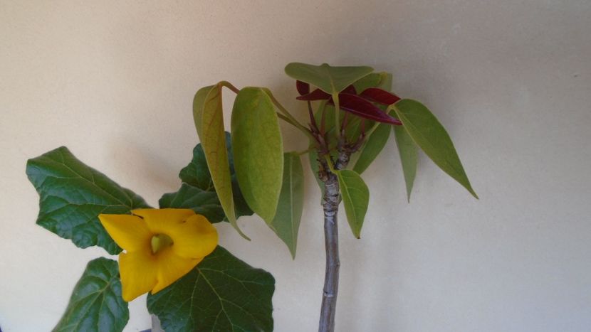 Uncarina  roeoesliana & Pseudobombax ellipticum - Caudiciforme - pachycaule si bulboase 2020
