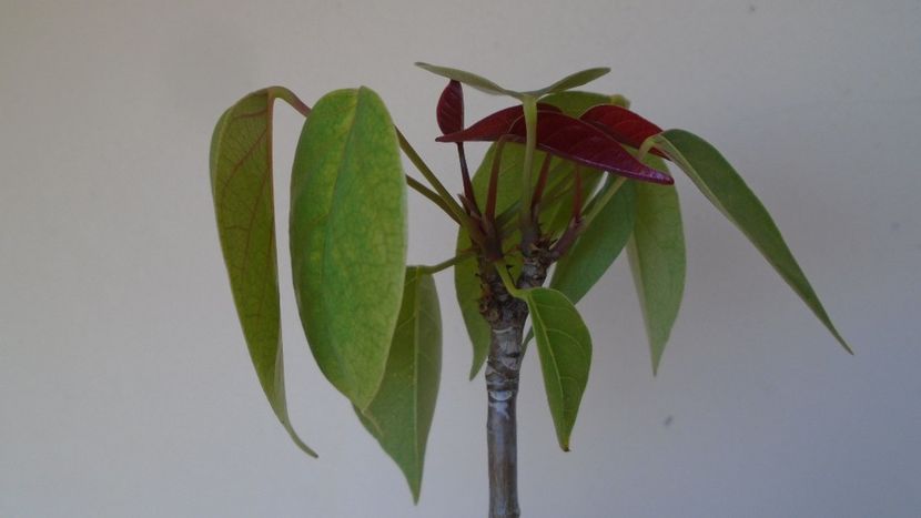 Pseudobombax ellipticum - Caudiciforme - pachycaule si bulboase 2020