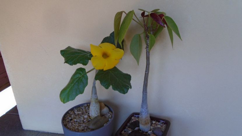Uncarina  roeoesliana & Pseudobombax ellipticum - Caudiciforme - pachycaule si bulboase 2020