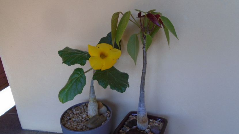 Uncarina  roeoesliana & Pseudobombax ellipticum - Caudiciforme - pachycaule si bulboase 2020