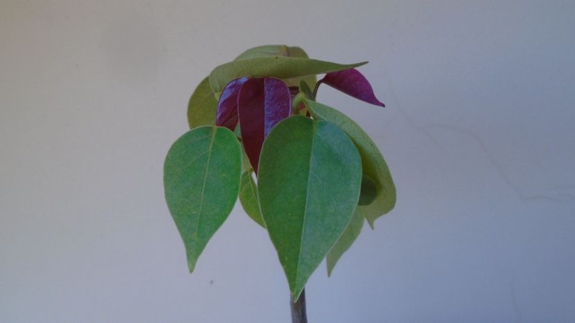 Pseudobombax ellipticum - Caudiciforme - pachycaule si bulboase 2020