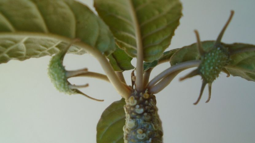 Dorstenia foetida - Caudiciforme - pachycaule si bulboase 2020