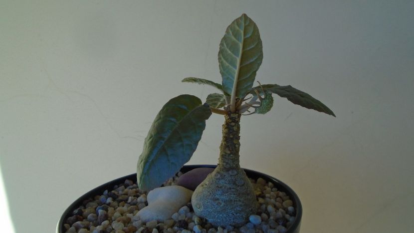 Dorstenia foetida - Caudiciforme - pachycaule si bulboase 2020