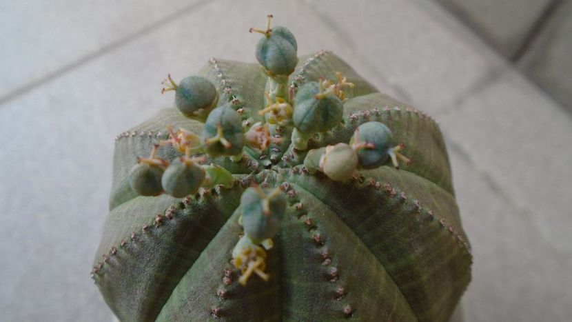 Euphorbia obesa, fructe - Caudiciforme - pachycaule si bulboase 2020
