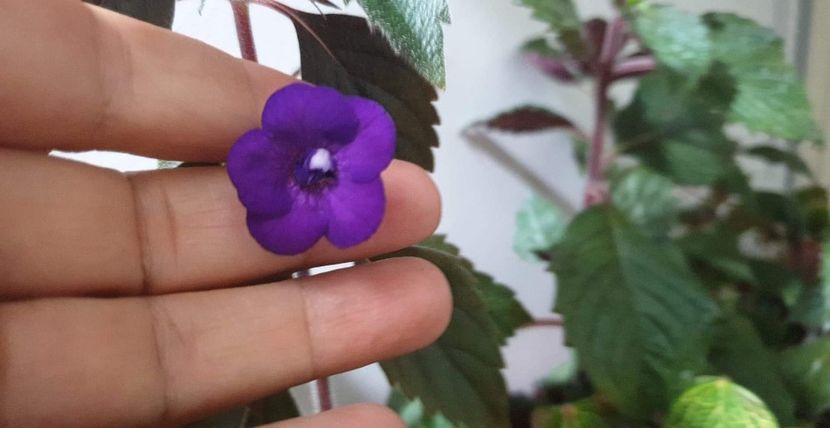 Violaceea Semiplena - Achimenes 2020