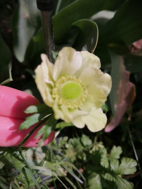  - Anemone
