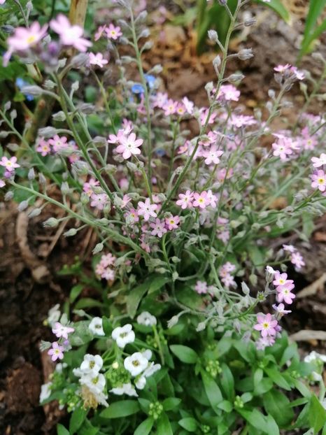  - Anemone