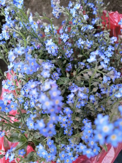  - Anemone