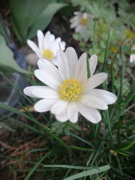  - Anemone