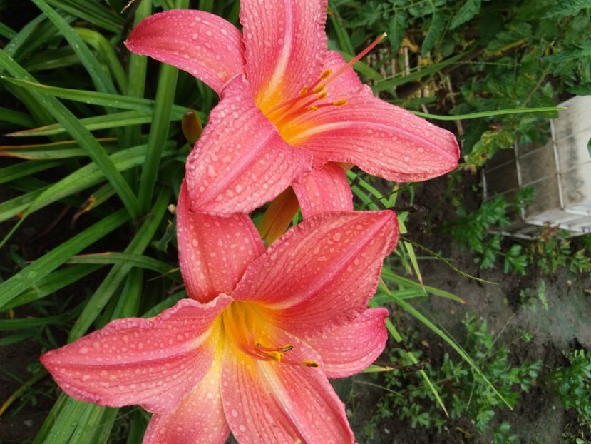 Pink Jeroen  rem.14 lei - HEMEROCALISI de vanzare in 2020