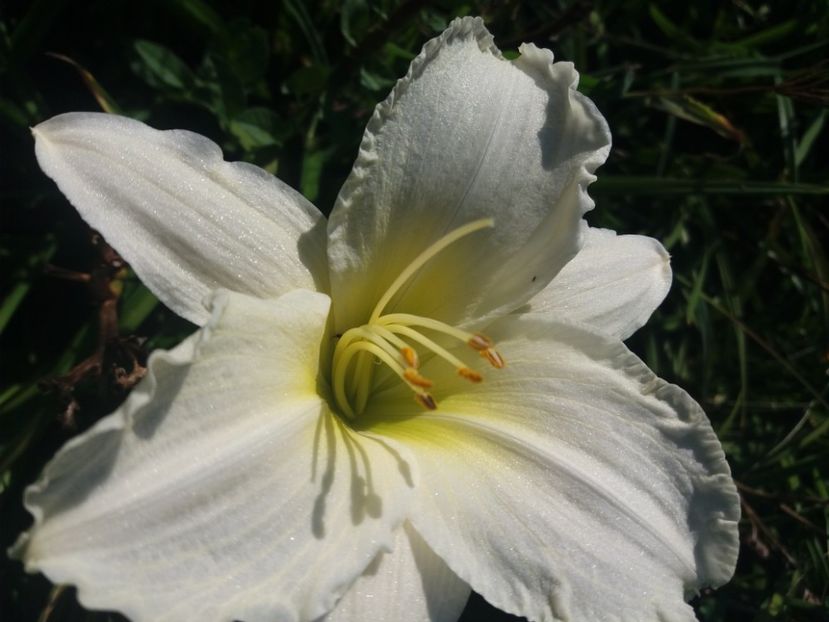  - HEMEROCALISI de vanzare in 2020