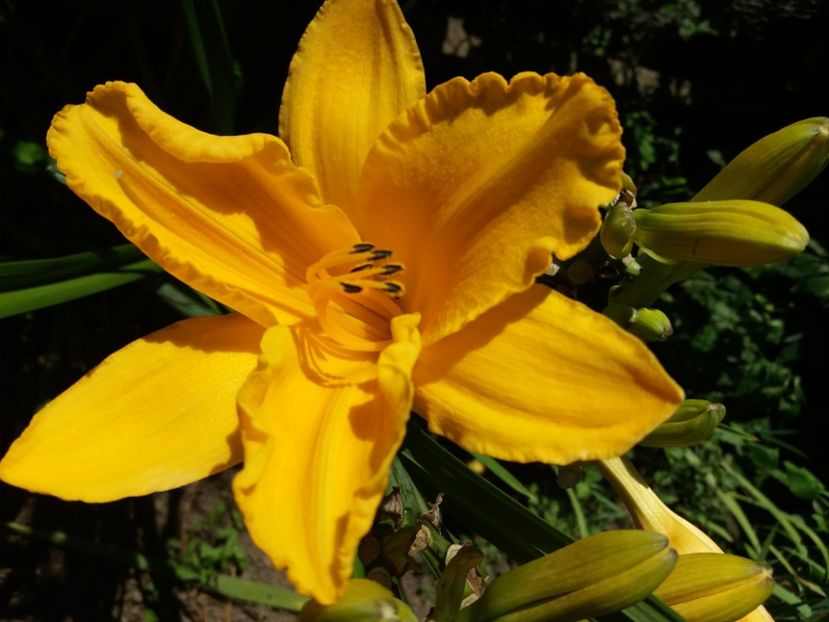  - HEMEROCALISI de vanzare in 2020