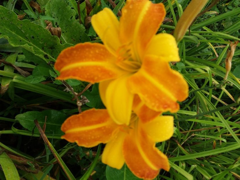  - HEMEROCALISI de vanzare in 2020