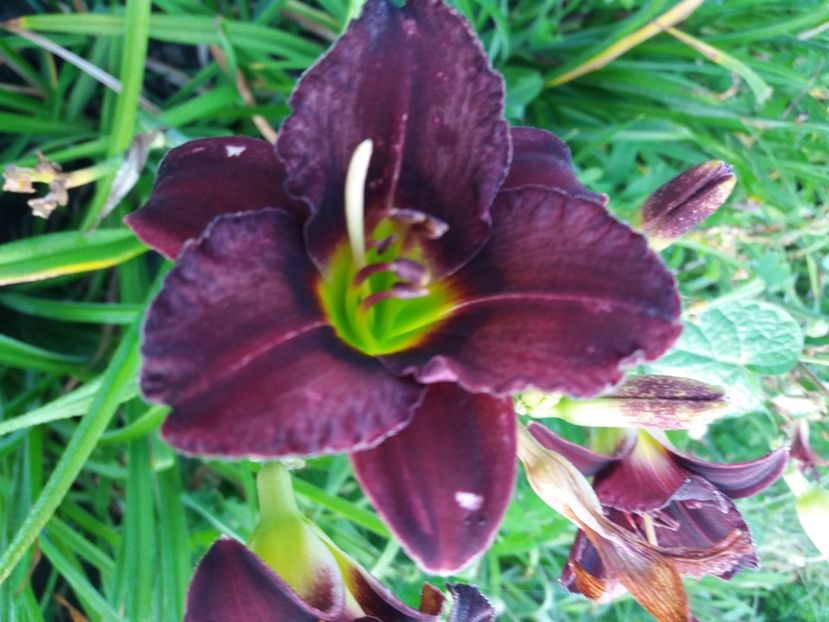 Vesuvium Blackout  12 lei buc (3 buc x 10 lei) - HEMEROCALISI de vanzare in 2020