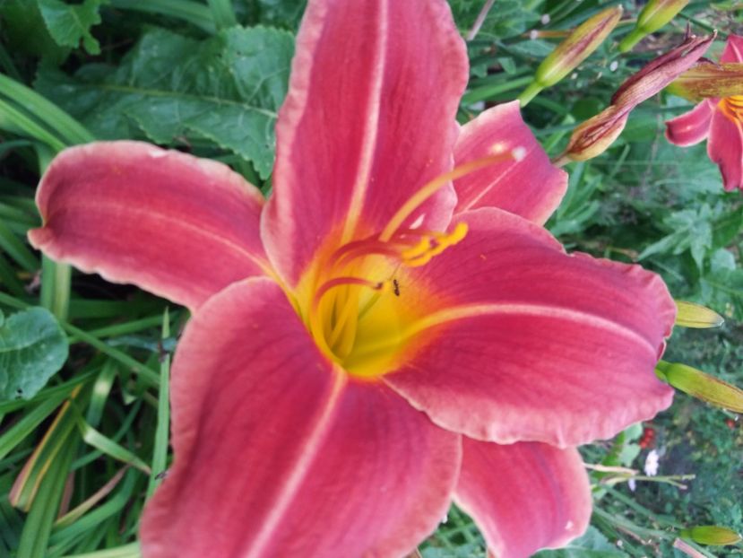 Johnny Reb 12 lei ( 3 bucx10 lei) - HEMEROCALISI de vanzare in 2020