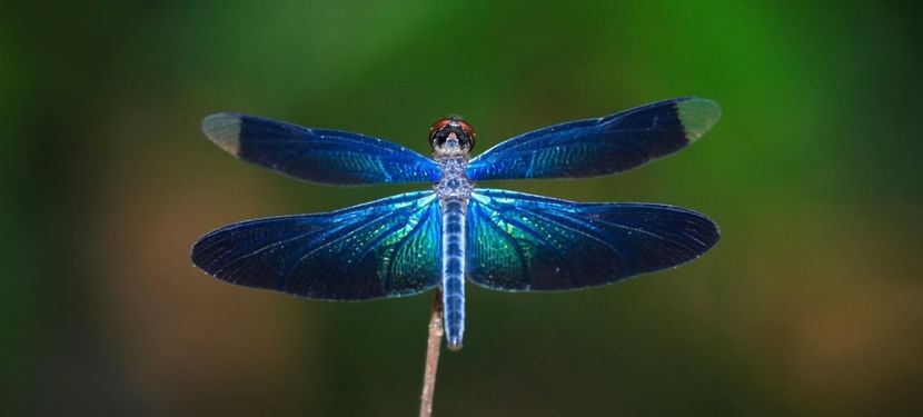 Dragonfly ( Libelula) - - B - Ni Hao !