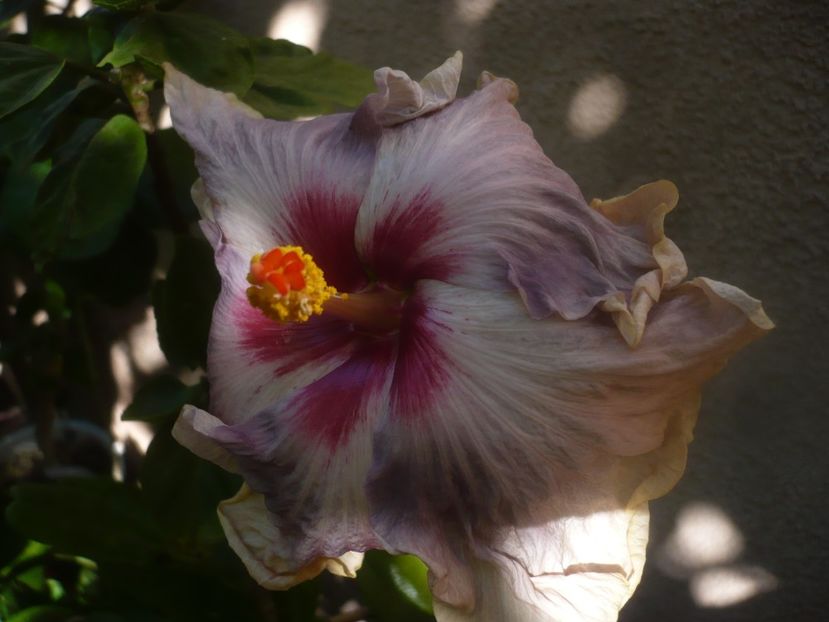 01.09.2020 - HIBISCUSI 2020-3