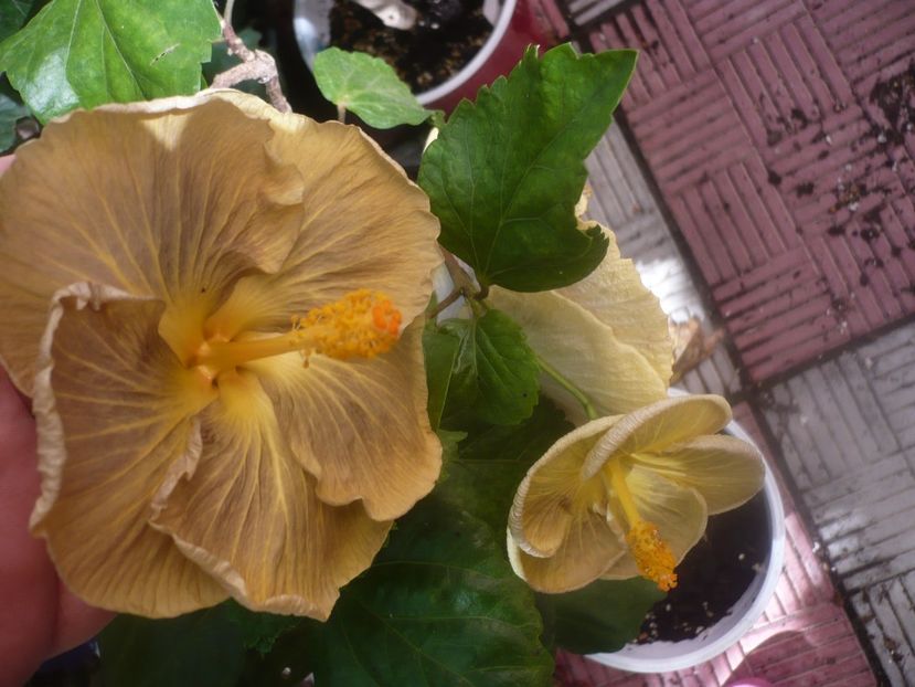 P1460153 - HIBISCUSI 2020-3