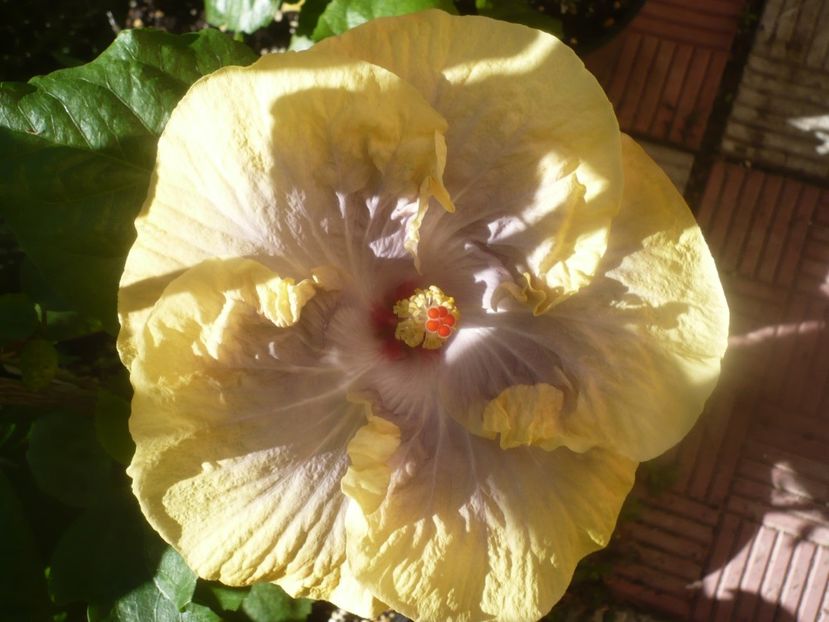 P1460154 - HIBISCUSI 2020-3