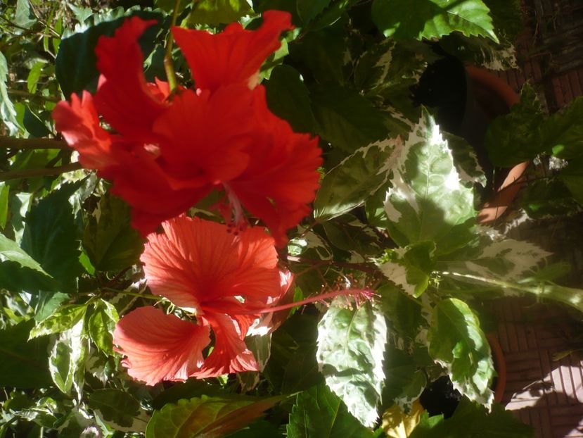 P1460156 - HIBISCUSI 2020-3