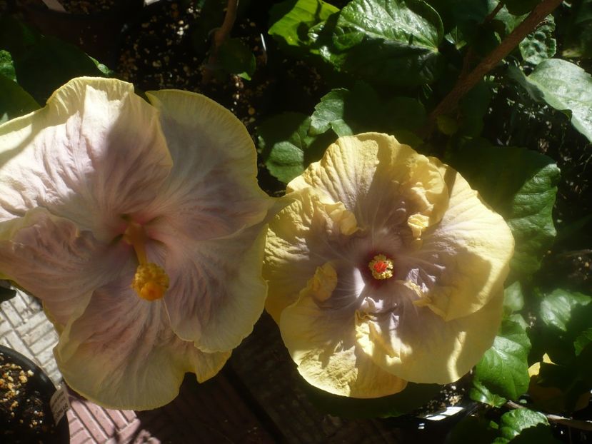 P1460157 - HIBISCUSI 2020-3