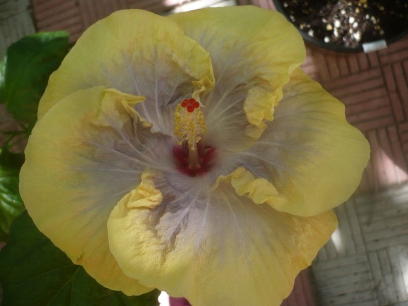 P1460158 - HIBISCUSI 2020-3