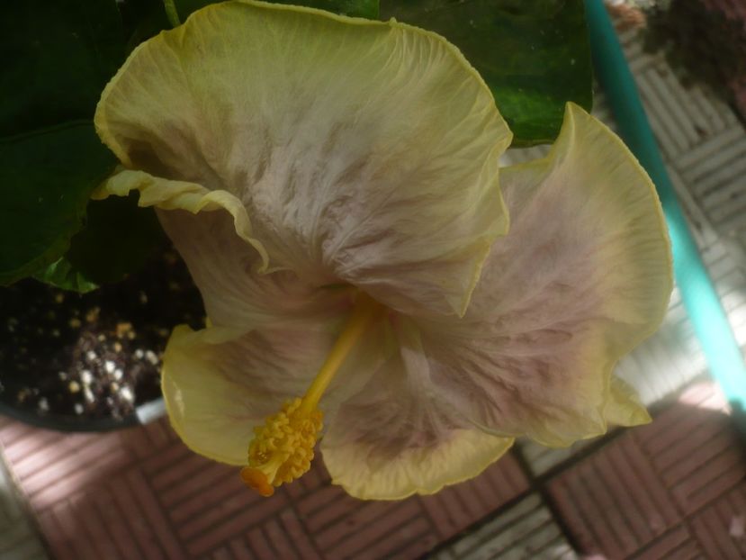 P1460159 - HIBISCUSI 2020-3